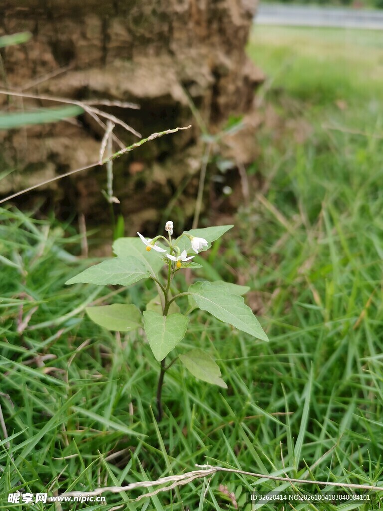 树旁草地野生小草