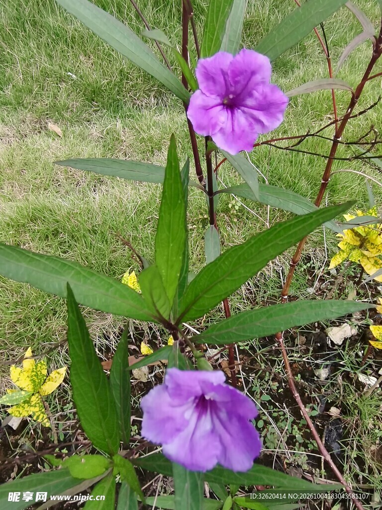 翠芦莉紫色花卉