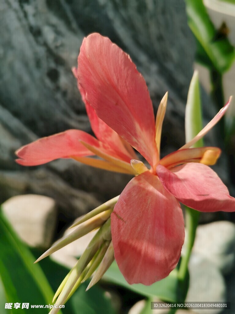 红色美人蕉花朵