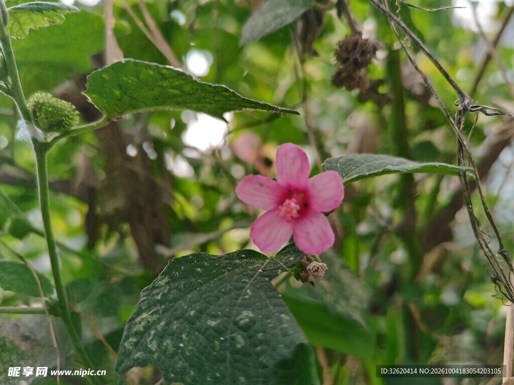 林间粉色小野花