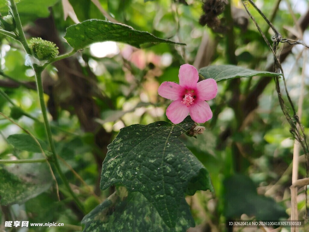 林间粉色小野花