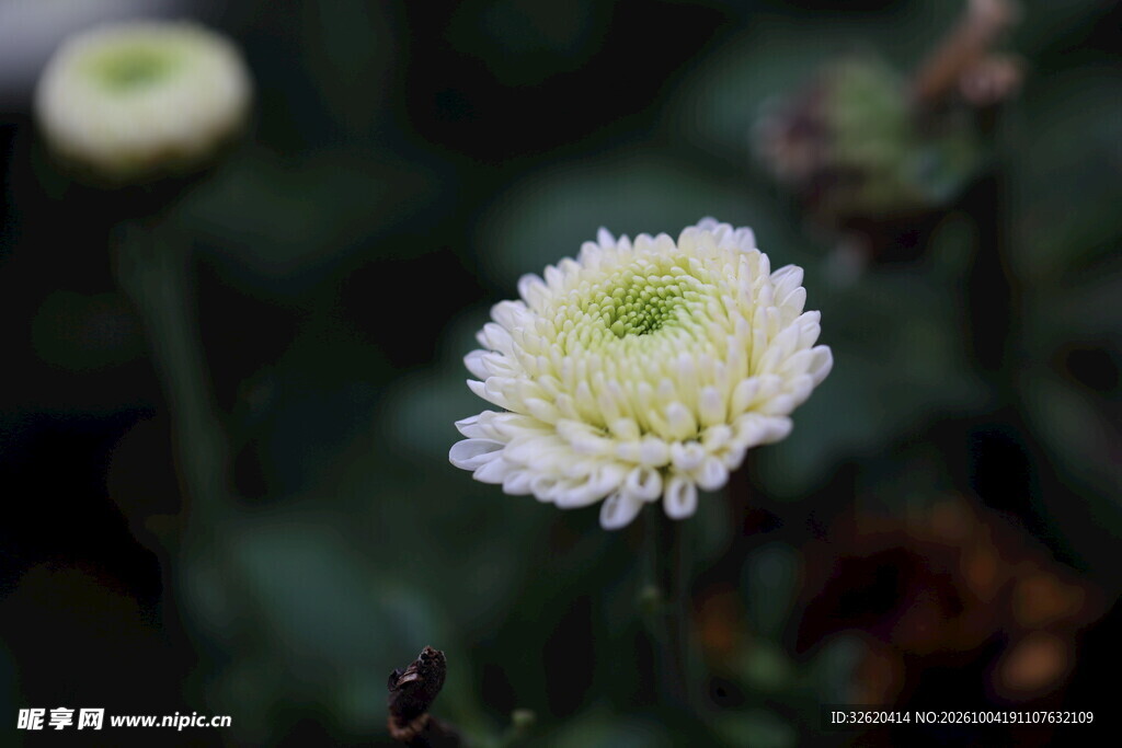 清新小白菊特写