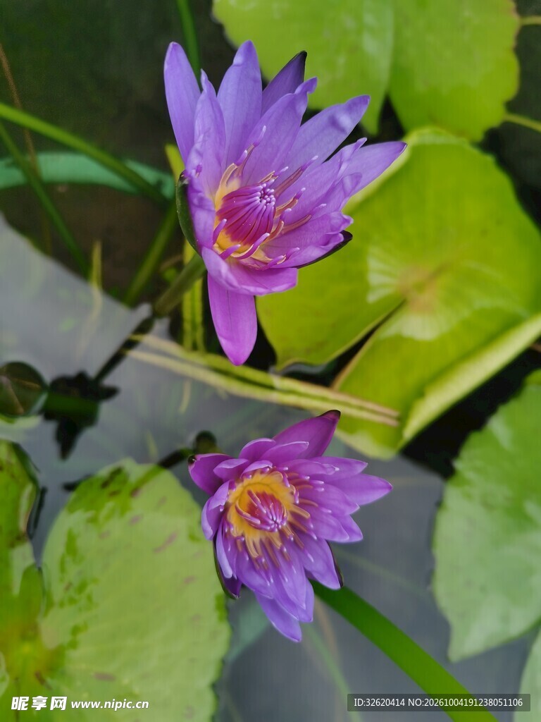 紫睡莲与水中倒影