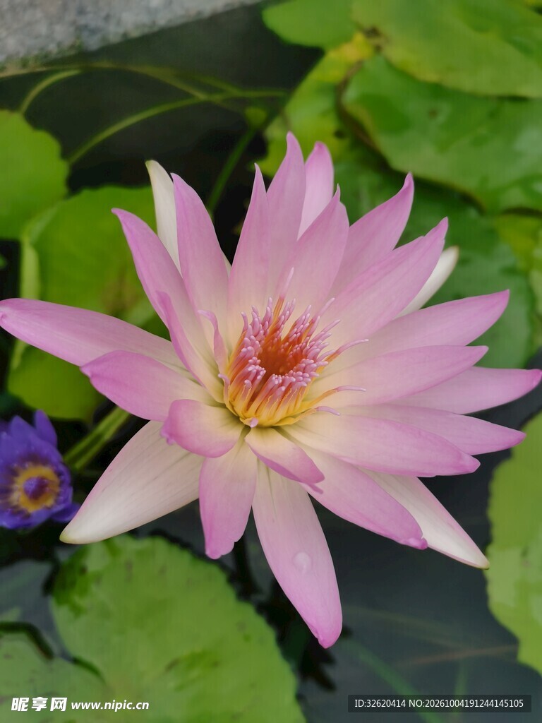 盛开的粉色睡莲