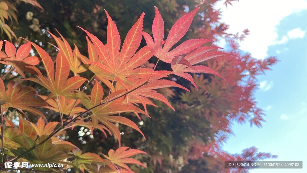 秋日红枫枝叶特写