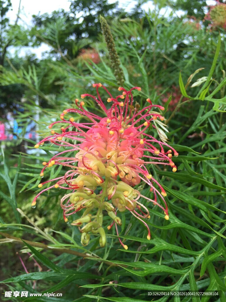 红花银桦花卉特写