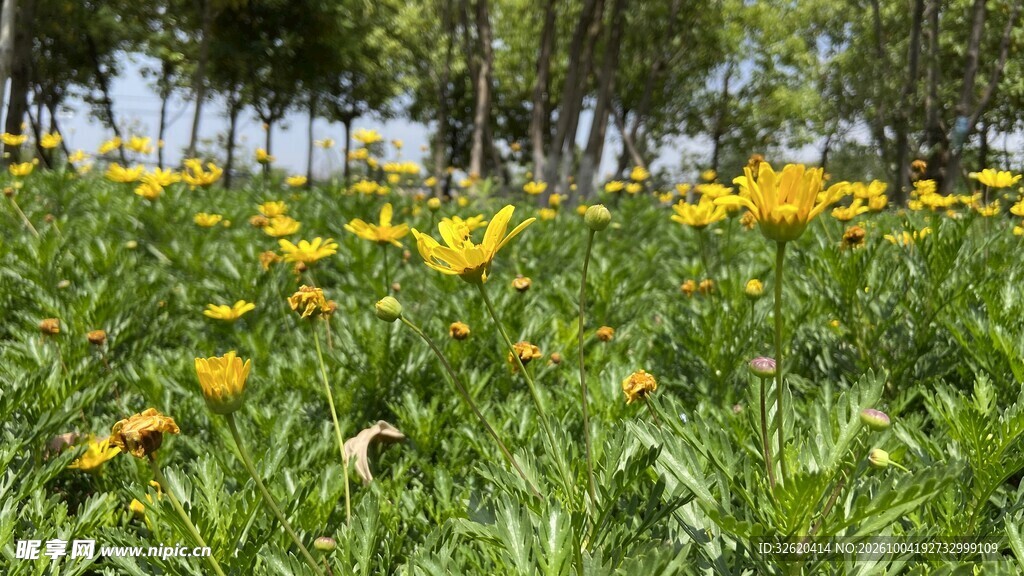 春日草地黄花风光