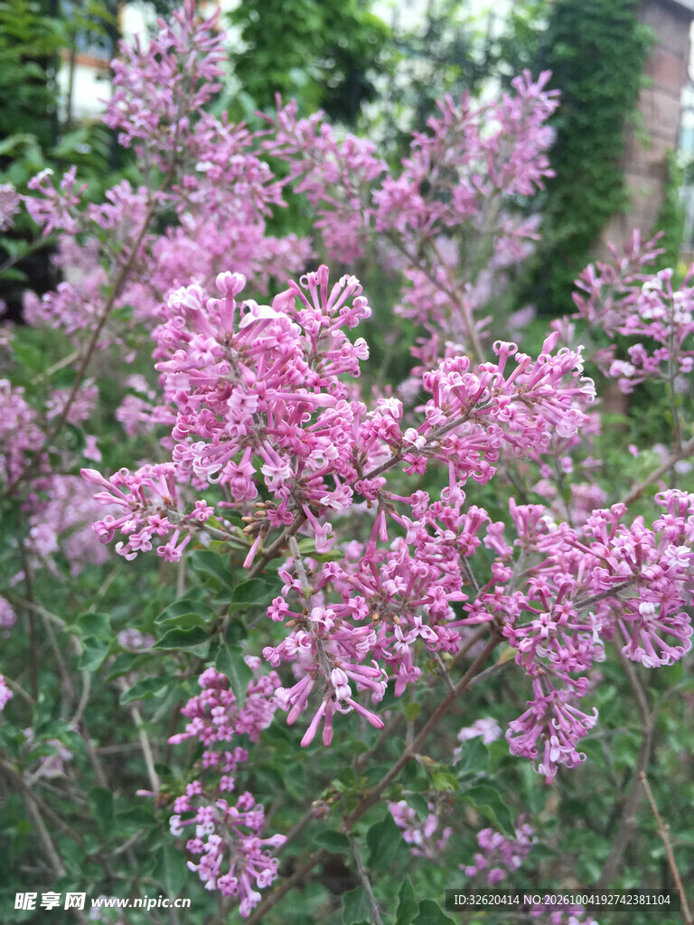 春日粉紫繁花满枝