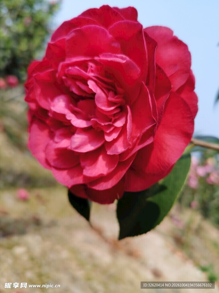 盛开的红玫瑰