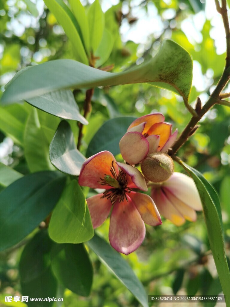 绿叶丛中橙红小花
