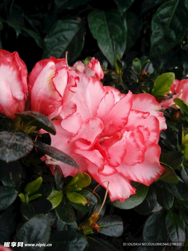粉色杜鹃花特写