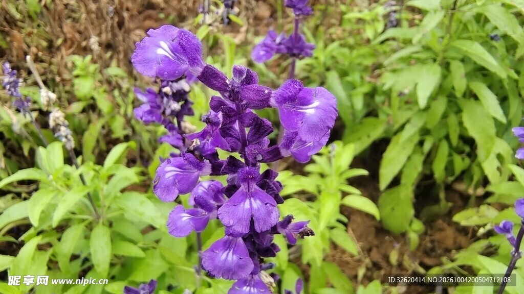 紫色草本花卉实拍