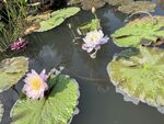夏日池塘睡莲美景