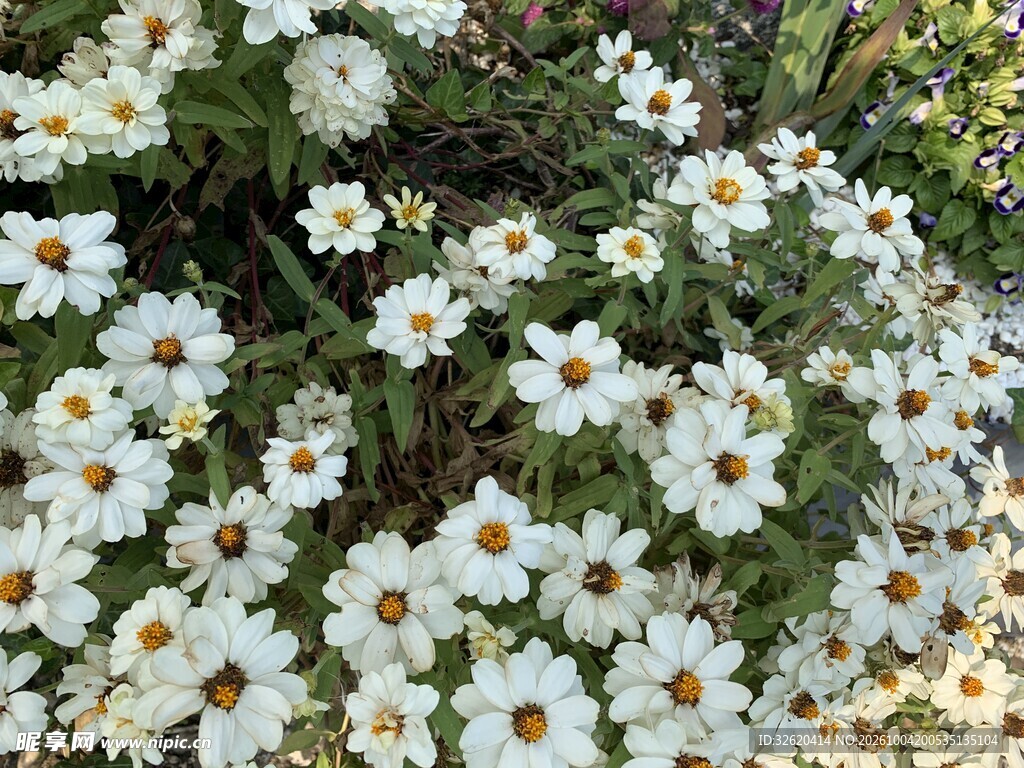 清新白色雏菊花丛