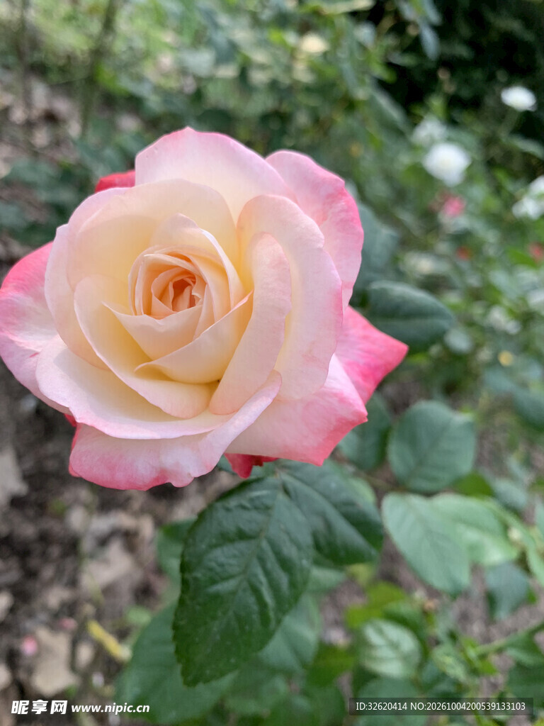 粉边黄心月季花