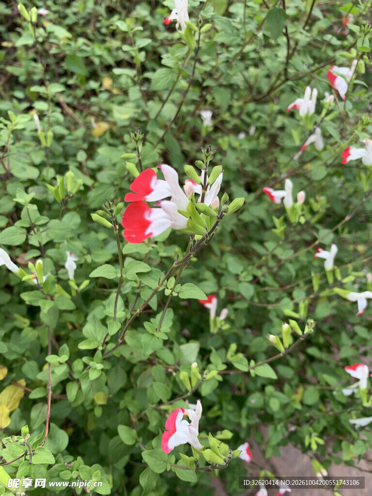 木槿花