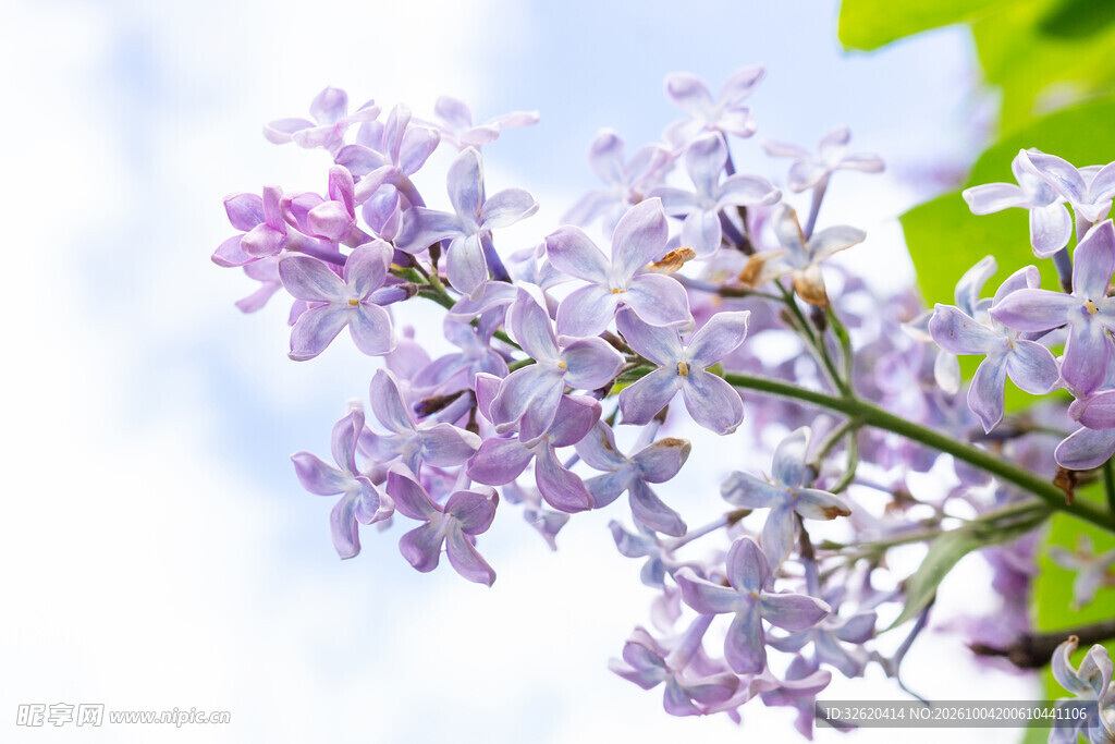清新紫丁香花枝特写