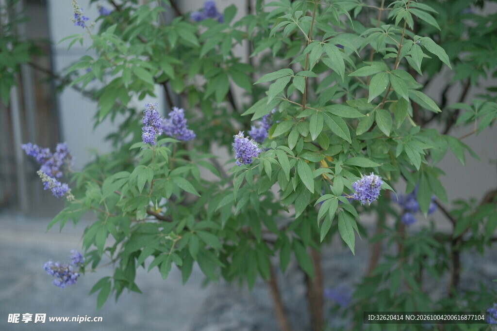 蓝花楹花枝自然小景