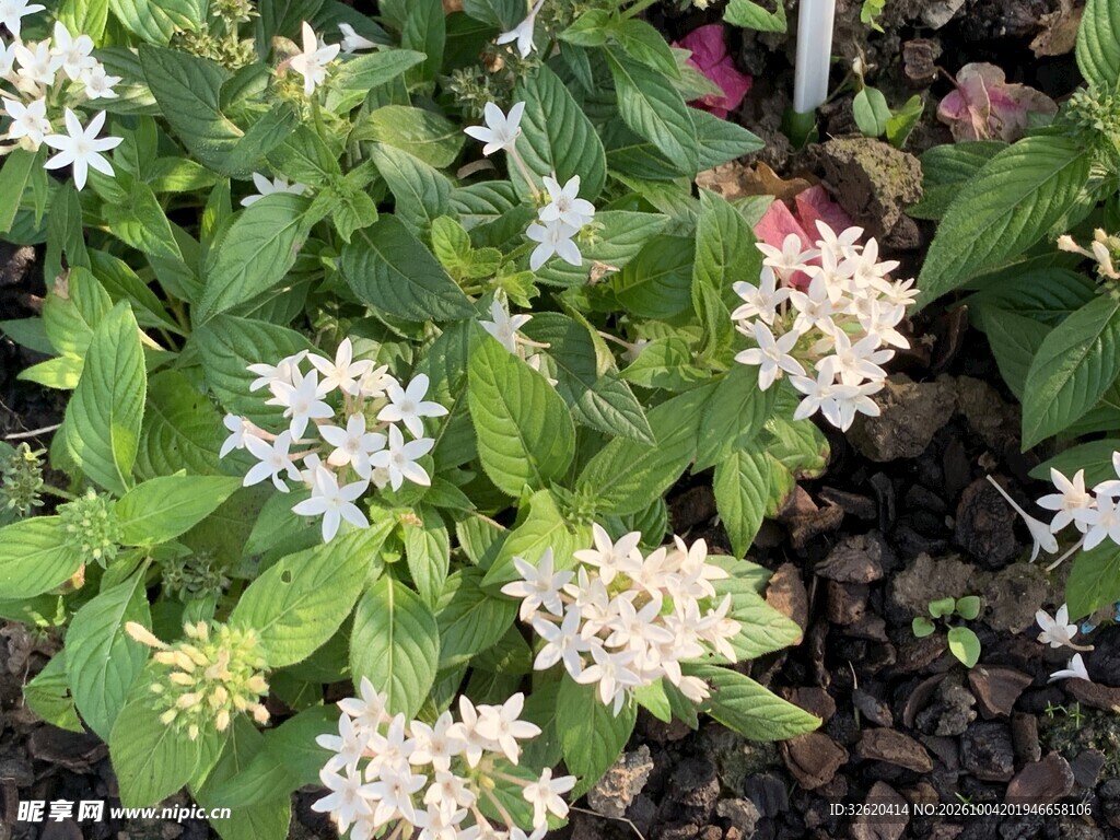 白色观赏花丛