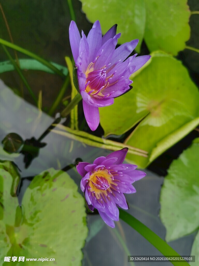 两朵紫色睡莲