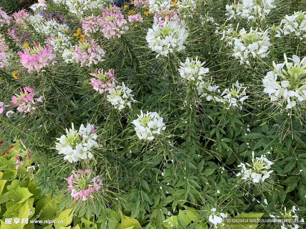 清新混色小花丛