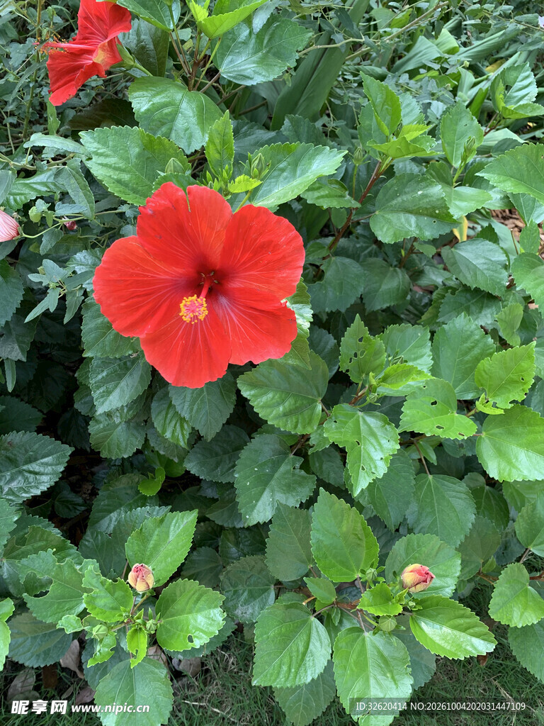 盛开红色朱槿花