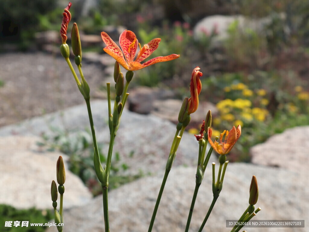 橙色射干花