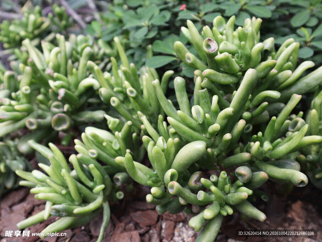 绿色多肉植物特写
