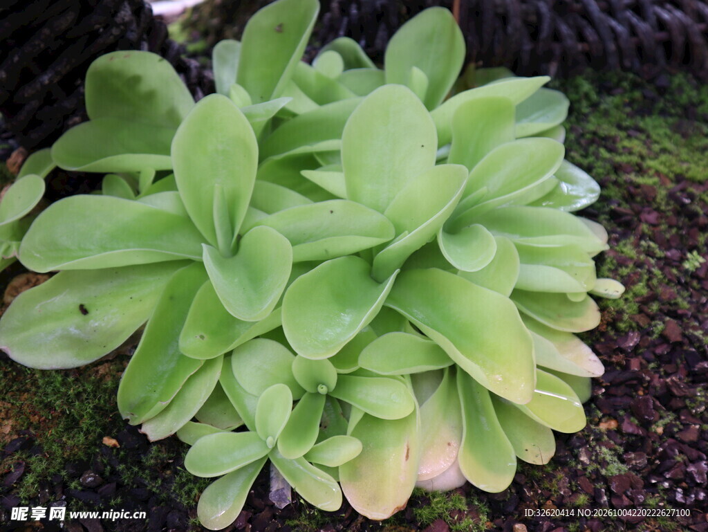 群生绿色多肉植物