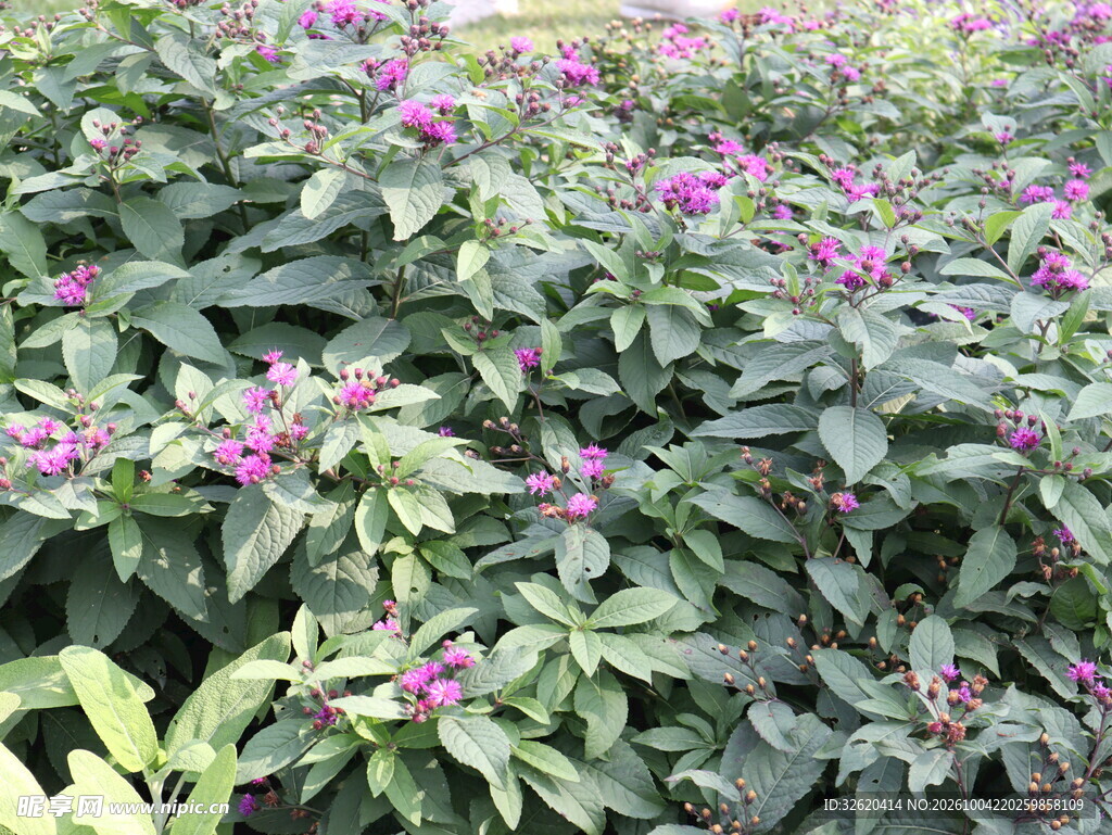 成片紫珠绿植景观