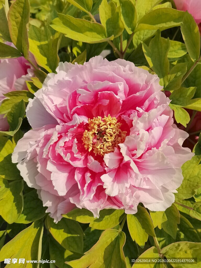 粉色牡丹花