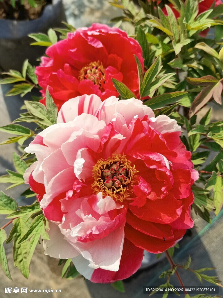 美艳双色牡丹花