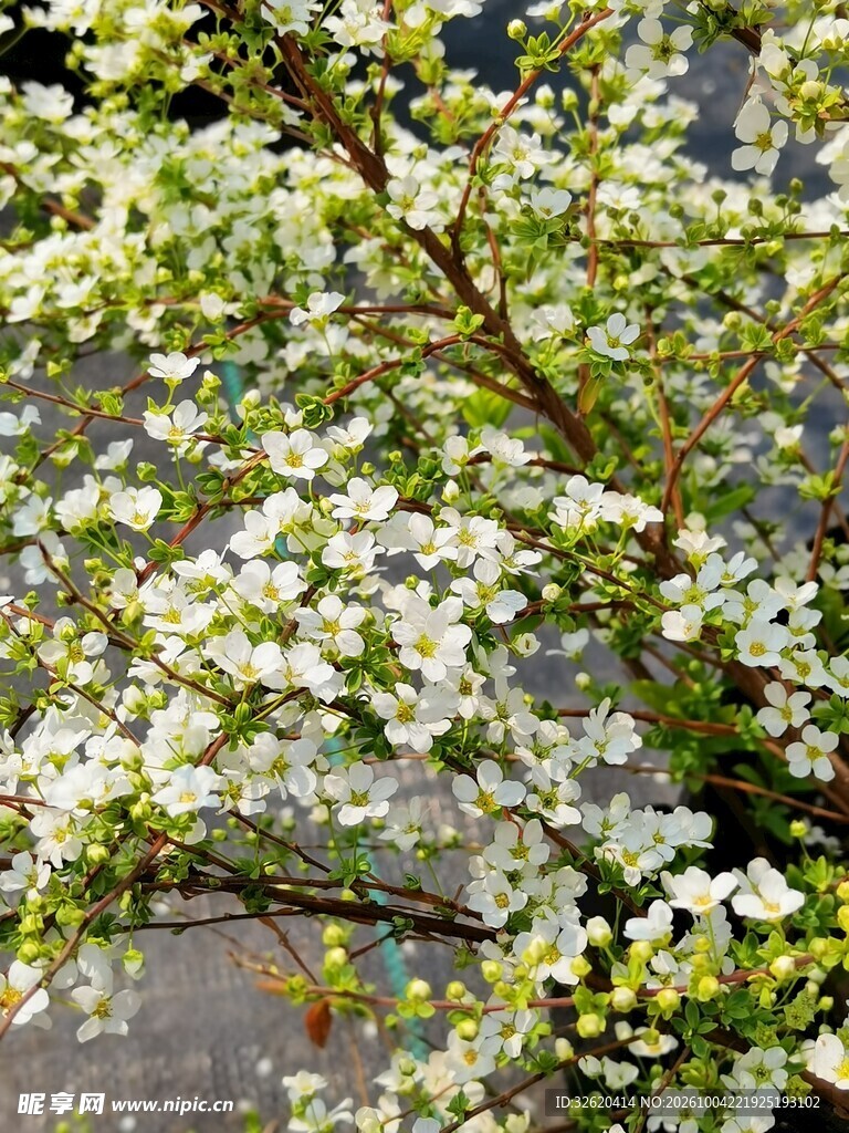春日满树白花盛景