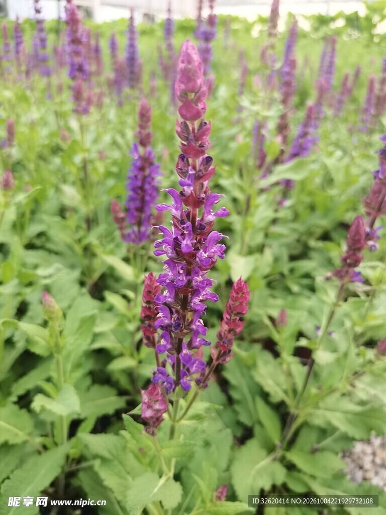 紫色穗状观赏花卉