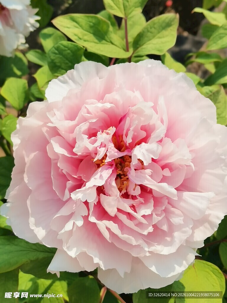 盛开的粉色牡丹花