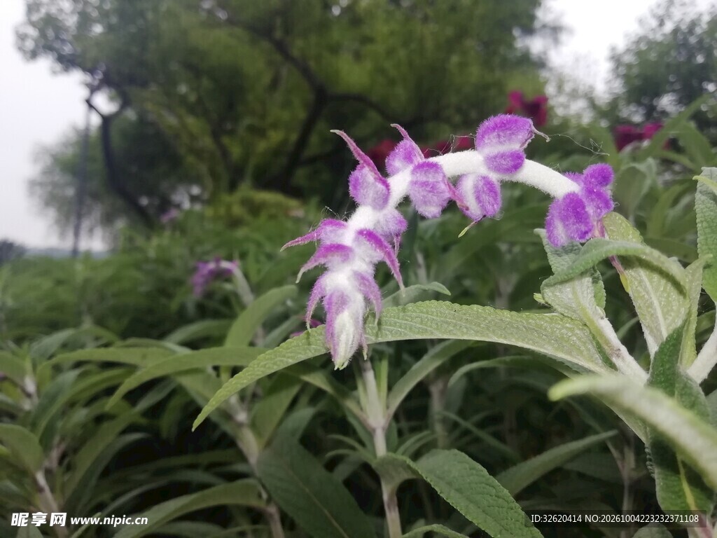 野外紫花穗植株