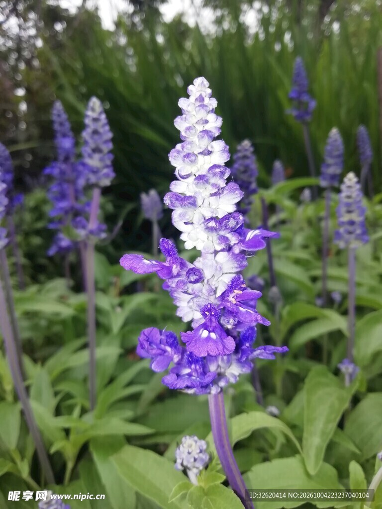 蓝花鼠尾草