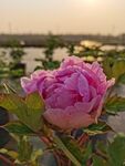 夕阳下的粉牡丹