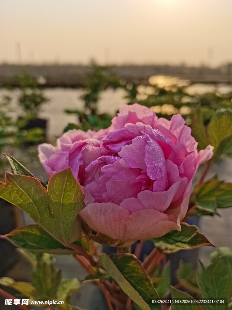 夕阳下的粉牡丹