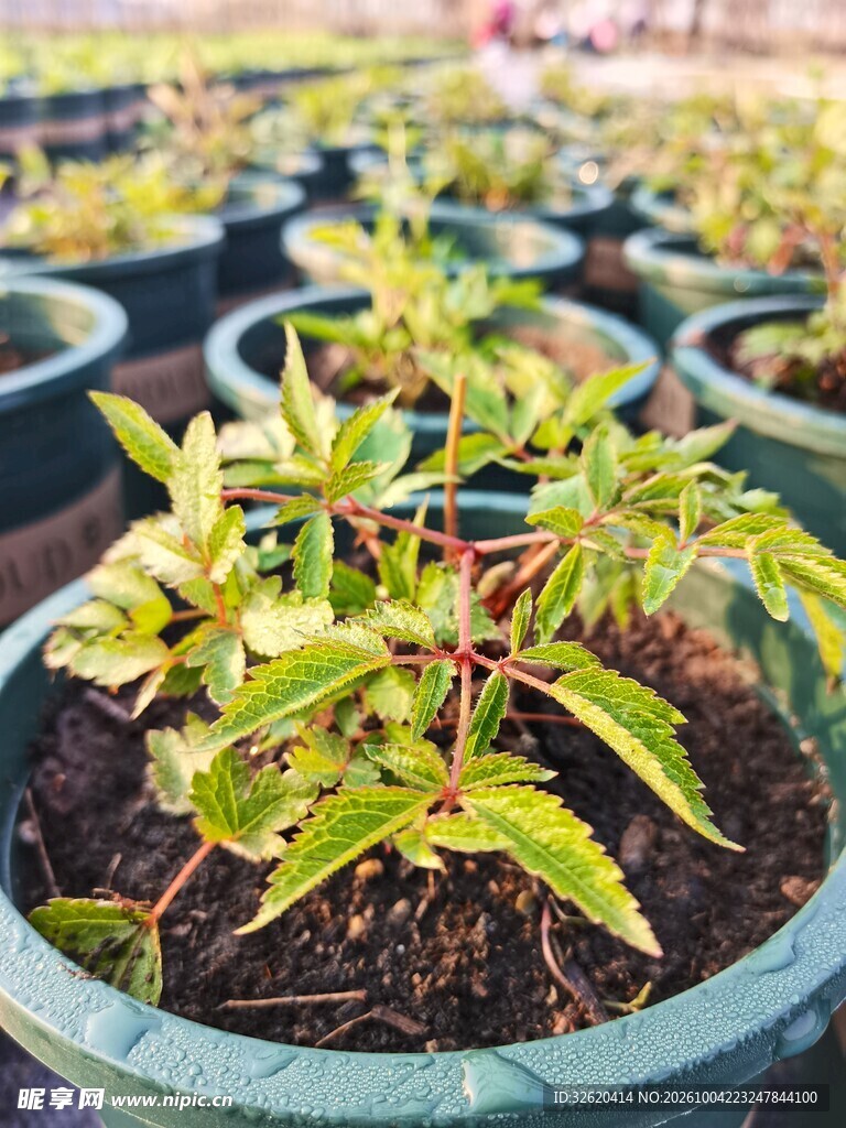 盆栽彩叶幼苗