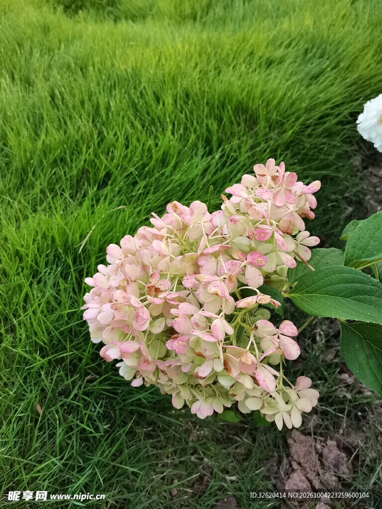 草坪旁的粉色花簇