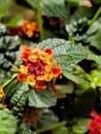 马缨丹花卉特写