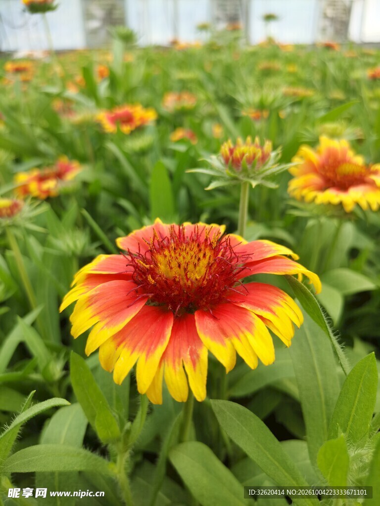盛放的天人菊