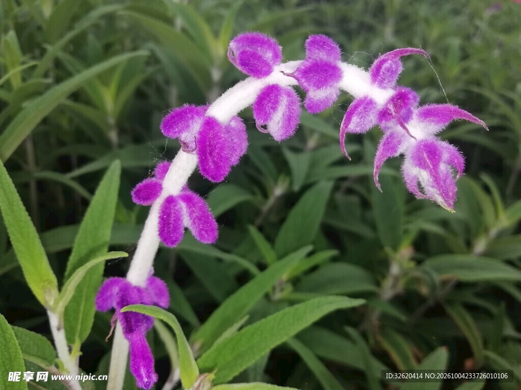 紫色鼠尾草花穗