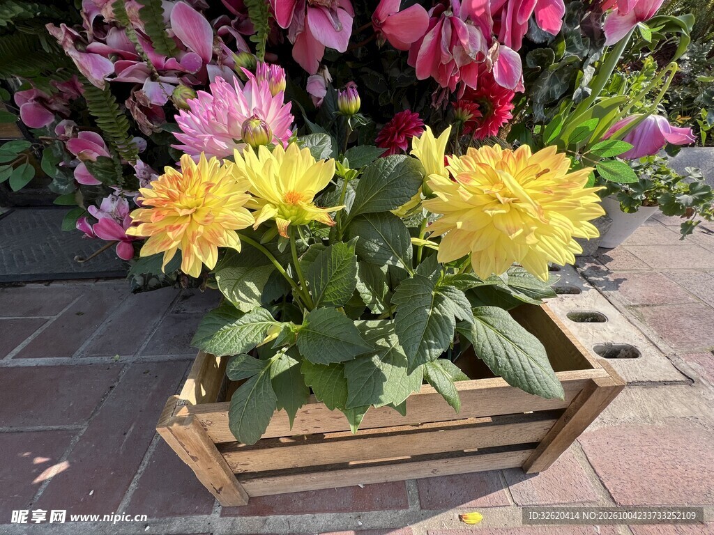 大丽花
