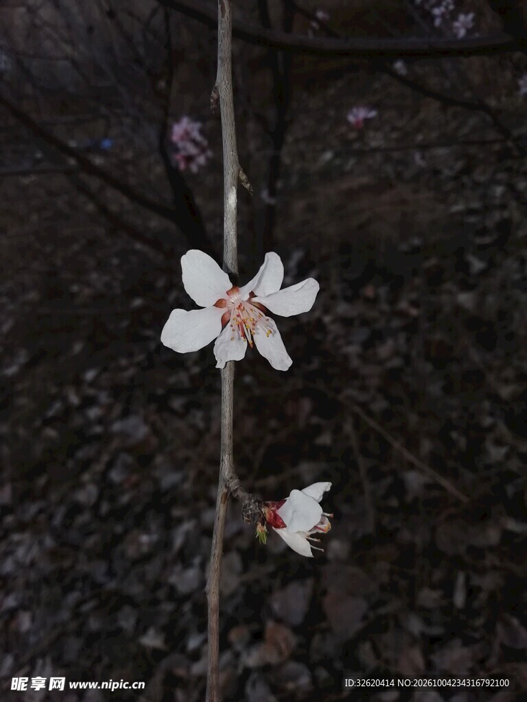 枝上白色小花