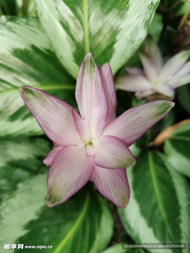 淡粉星形花卉特写