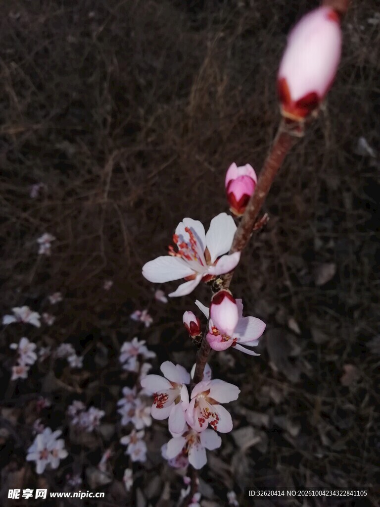 春日桃花初绽
