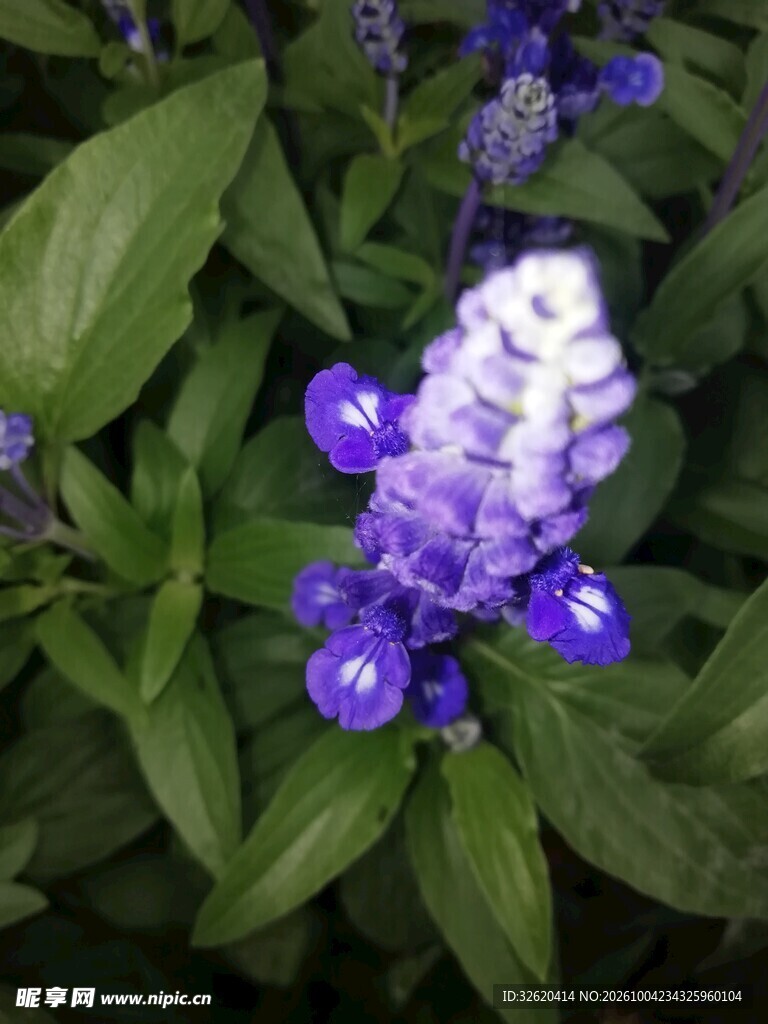 蓝花鼠尾草特写