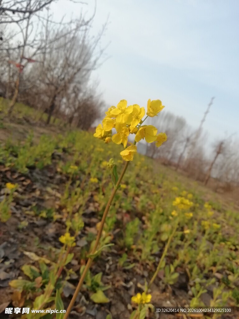 郊野坡地黄色野花